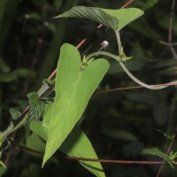 Ipomoea eriocarpa R.Br.